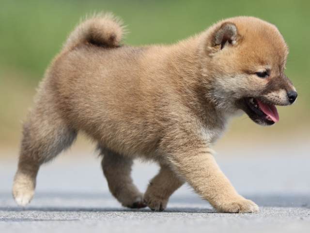 FP5A9754-puppy FP5A9754-puppy