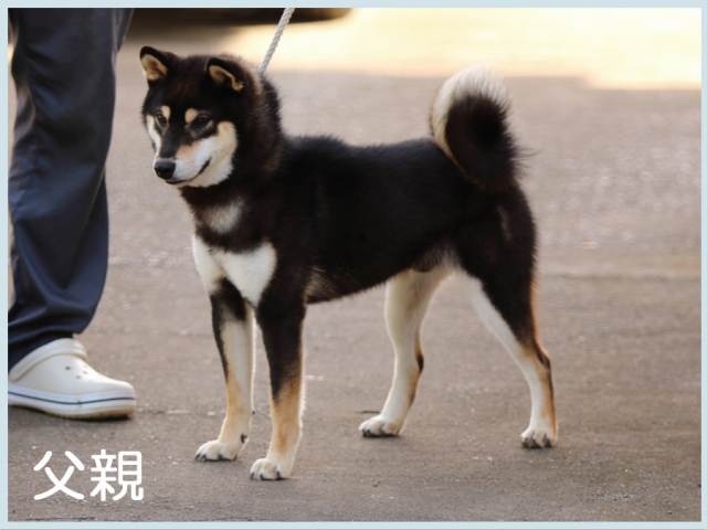嵐丸号 嵐丸号