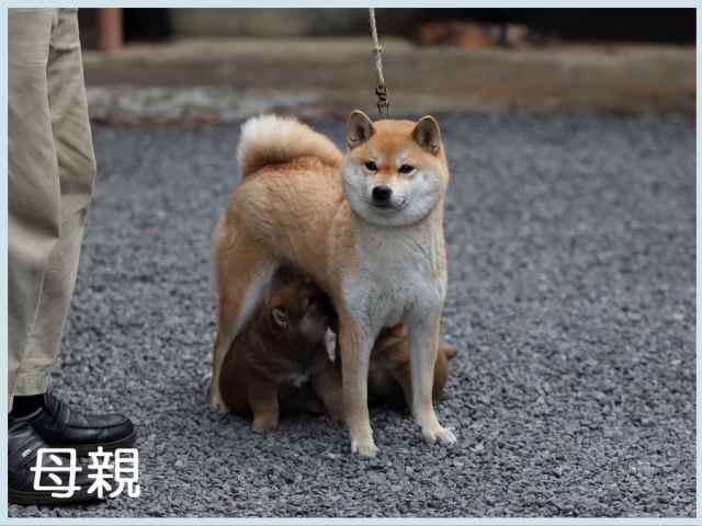 香里号1 香里号1