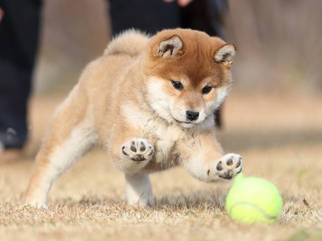AI5I0657-puppy AI5I0657-puppy