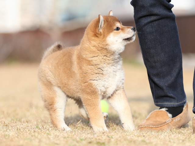 AI5I0729-puppy AI5I0729-puppy