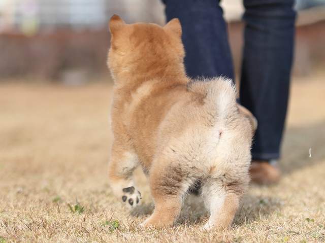 AI5I0737-puppy AI5I0737-puppy