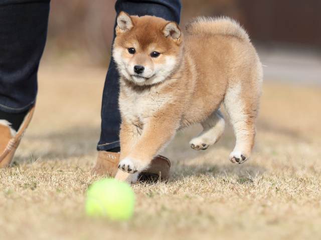 AI5I0759-puppy AI5I0759-puppy