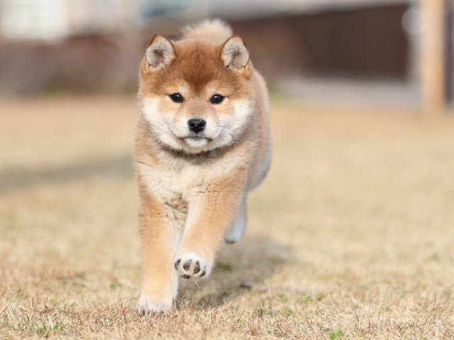 AI5I0836-puppy AI5I0836-puppy