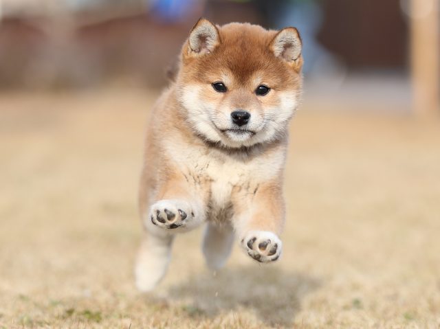 AI5I0871-puppy AI5I0871-puppy