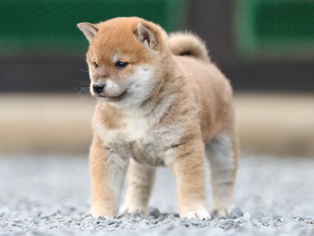 AI5I1050-puppy AI5I1050-puppy