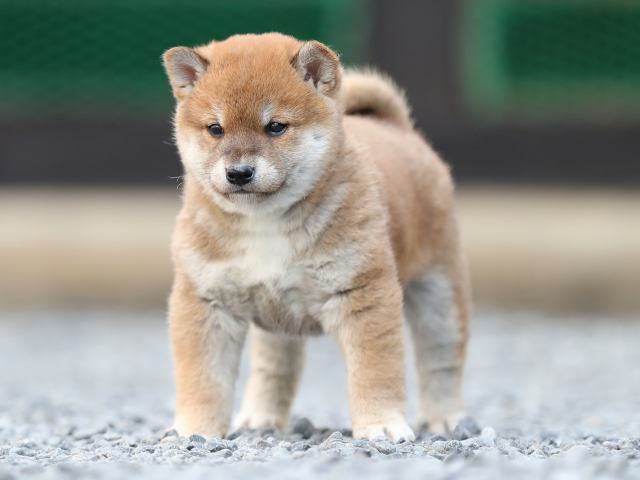 AI5I1053-puppy AI5I1053-puppy