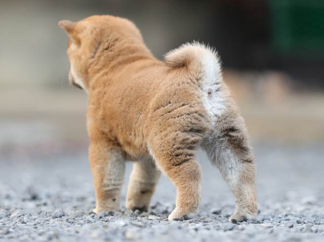 AI5I1077-puppy AI5I1077-puppy