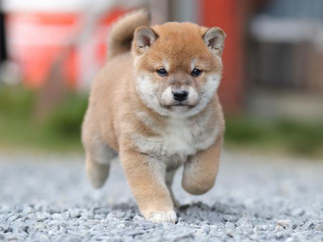AI5I1109-puppy AI5I1109-puppy