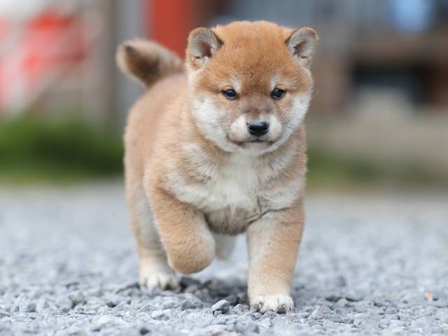 AI5I1118-puppy AI5I1118-puppy