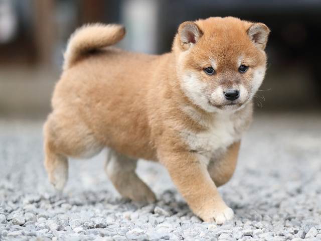 AI5I1139-puppy AI5I1139-puppy