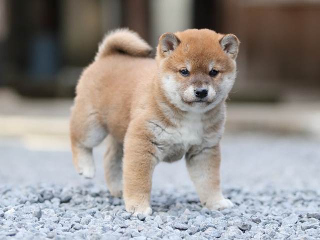 AI5I1153-puppy AI5I1153-puppy