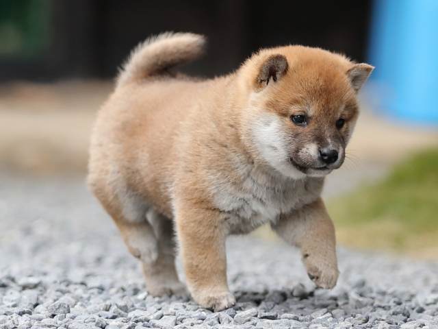 AI5I1245-puppy AI5I1245-puppy