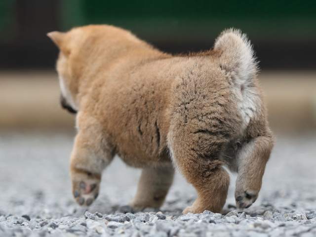 AI5I1251-puppy AI5I1251-puppy