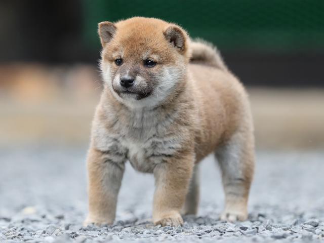 AI5I1264-puppy AI5I1264-puppy