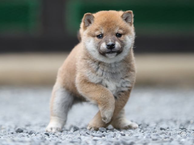 AI5I1280-puppy AI5I1280-puppy