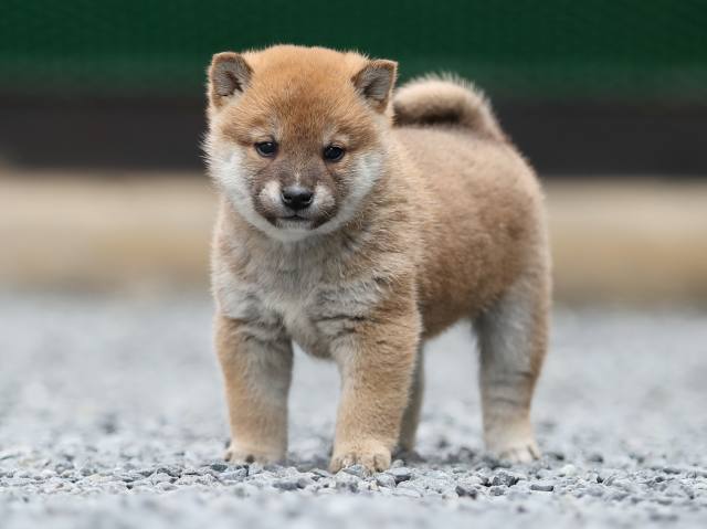 AI5I1334-puppy AI5I1334-puppy