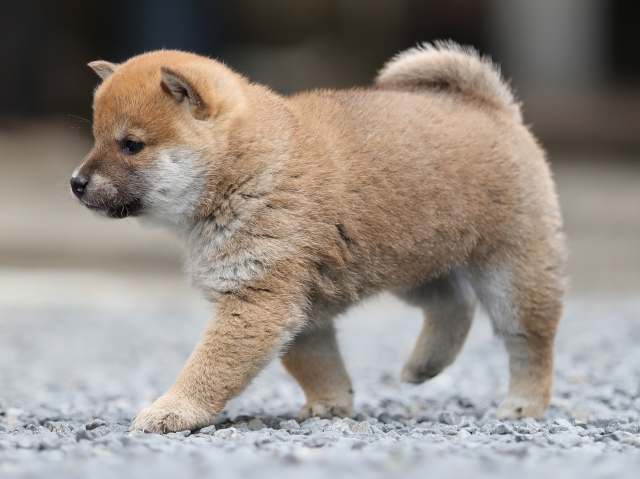 AI5I1373-puppy AI5I1373-puppy