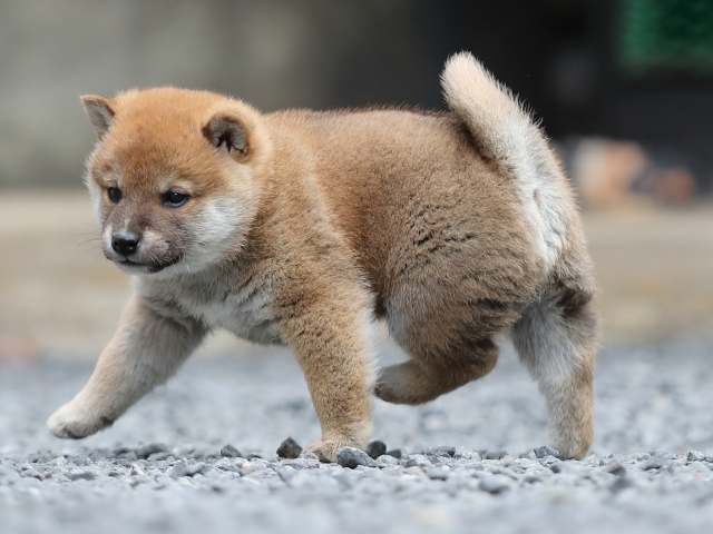 AI5I1405-puppy AI5I1405-puppy