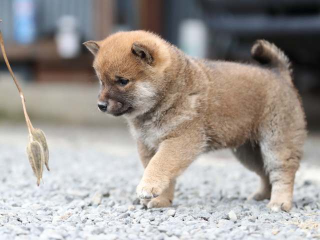 AI5I1454-puppy AI5I1454-puppy