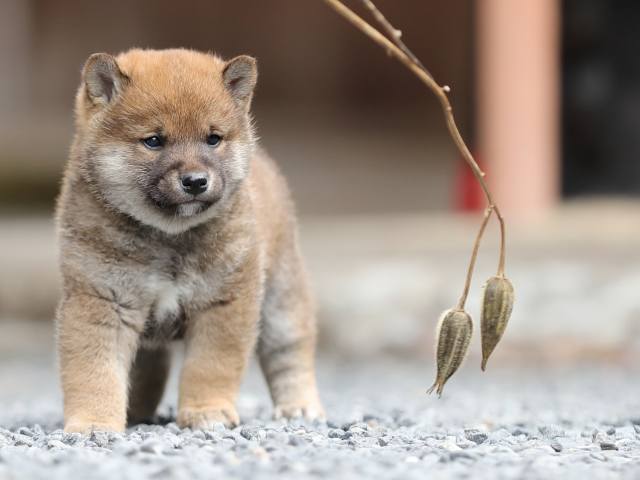 AI5I1465-puppy AI5I1465-puppy