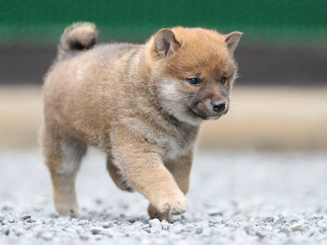 AI5I1485-puppy AI5I1485-puppy
