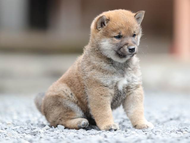 AI5I1531-puppy AI5I1531-puppy
