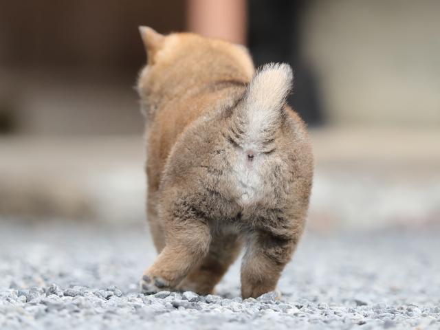 AI5I1536-puppy AI5I1536-puppy