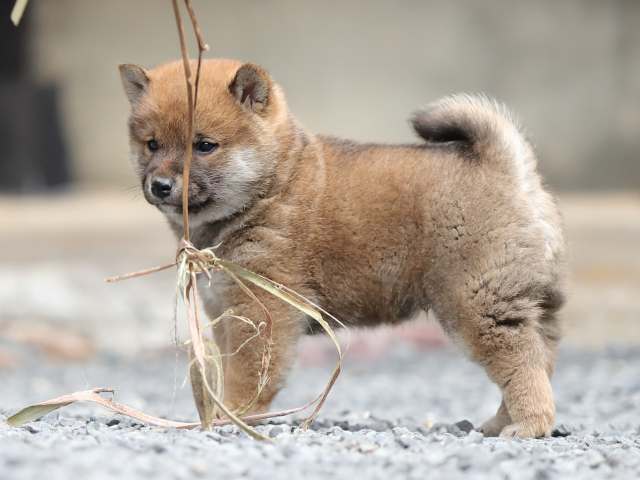 AI5I1554-puppy AI5I1554-puppy