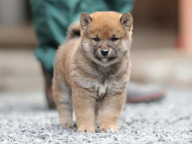 AI5I1582-puppy AI5I1582-puppy
