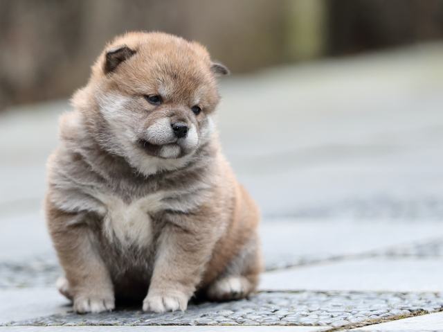 AI5I1732-puppy AI5I1732-puppy