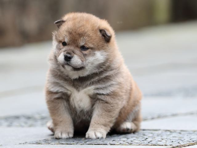 AI5I1734-puppy AI5I1734-puppy