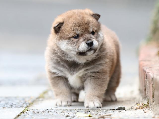 AI5I1882-puppy AI5I1882-puppy