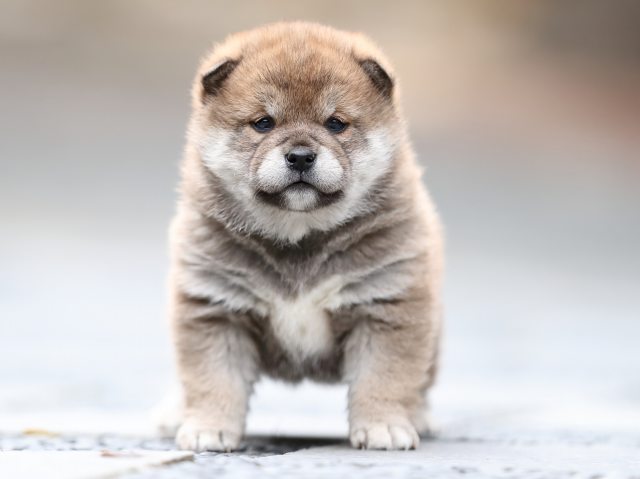 AI5I1893-puppy AI5I1893-puppy