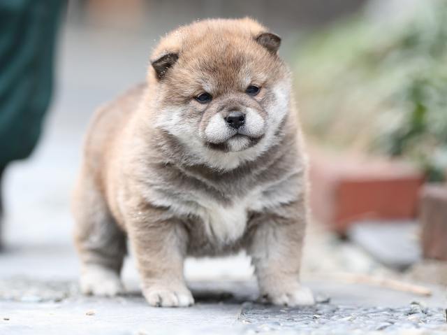 AI5I1935-puppy AI5I1935-puppy