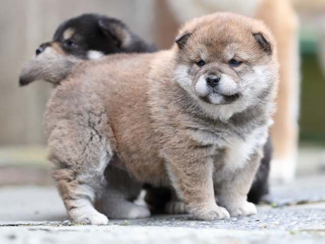 AI5I1979-puppy AI5I1979-puppy