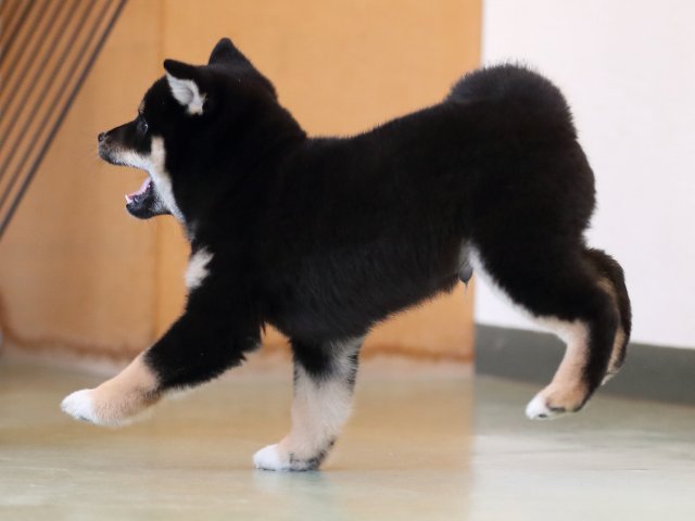 AI5I2922-puppy AI5I2922-puppy