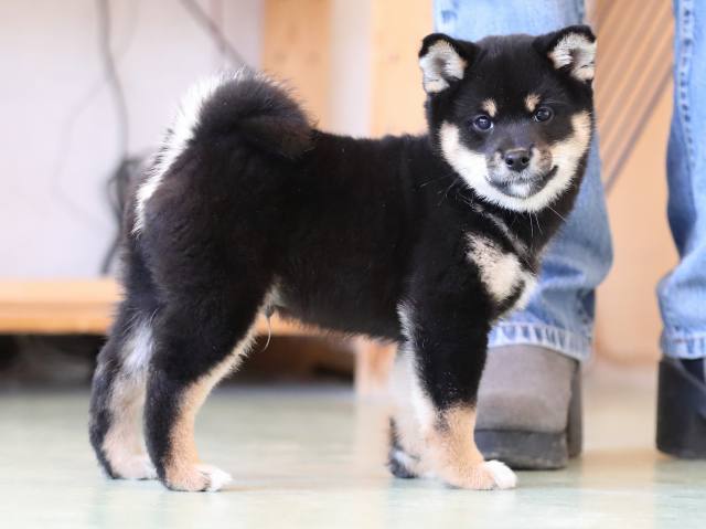 AI5I2959-puppy AI5I2959-puppy