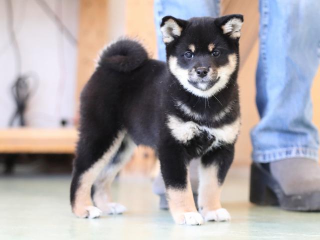 AI5I2981-puppy AI5I2981-puppy
