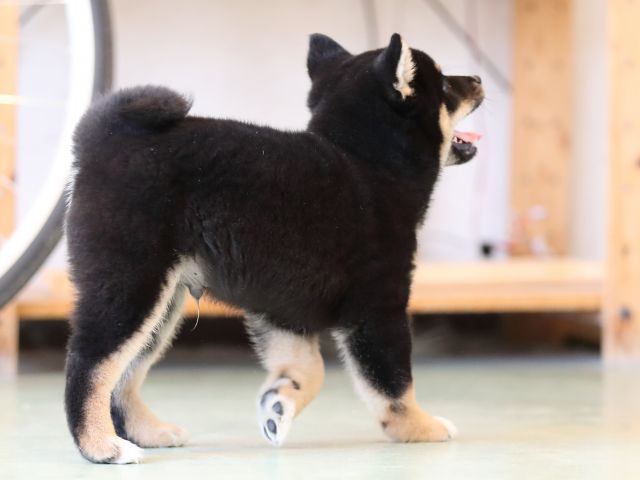 AI5I3004-puppy AI5I3004-puppy