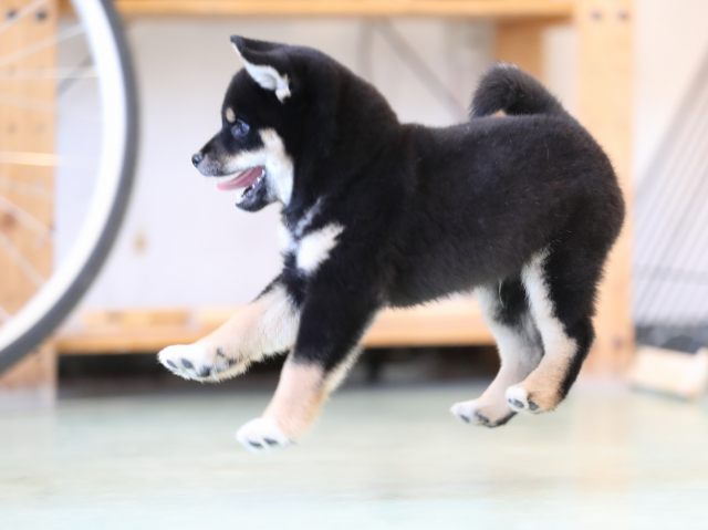 AI5I3038-puppy AI5I3038-puppy