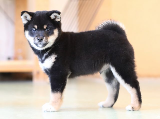 AI5I3102-puppy AI5I3102-puppy