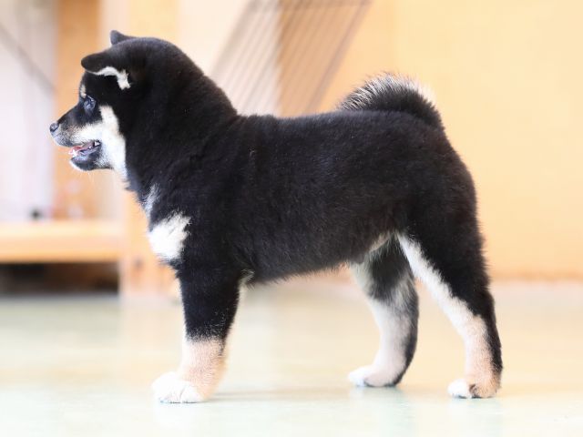 AI5I3106-puppy AI5I3106-puppy