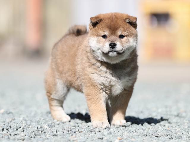 AI5I4689-puppy AI5I4689-puppy