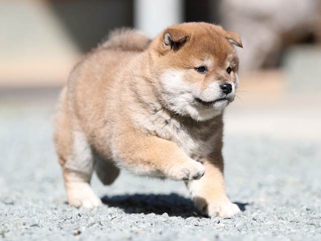 AI5I4706-puppy AI5I4706-puppy