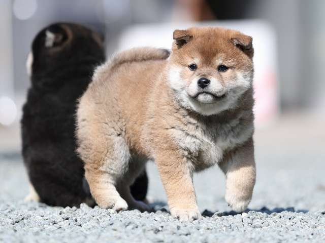 AI5I4724-puppy AI5I4724-puppy