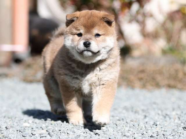 AI5I4865-puppy AI5I4865-puppy