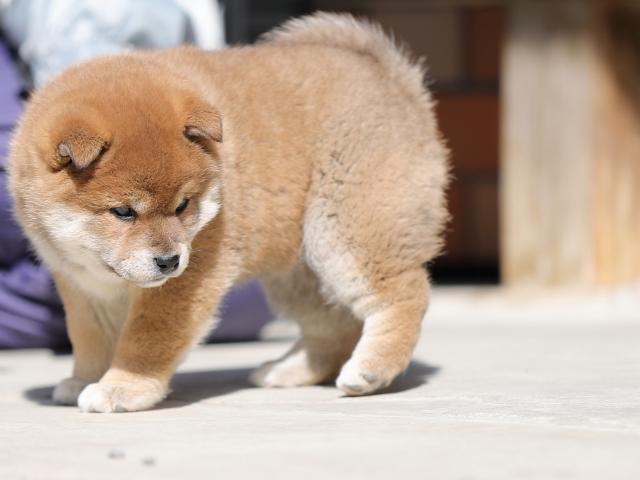 AI5I4886-puppy AI5I4886-puppy