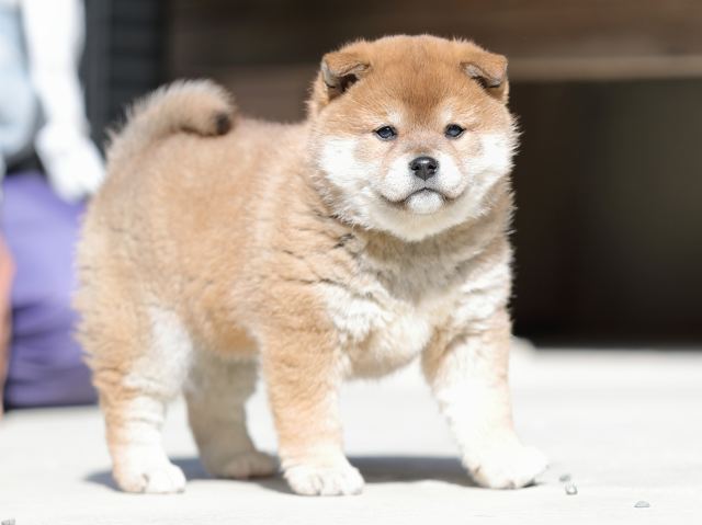 AI5I4892-puppy AI5I4892-puppy