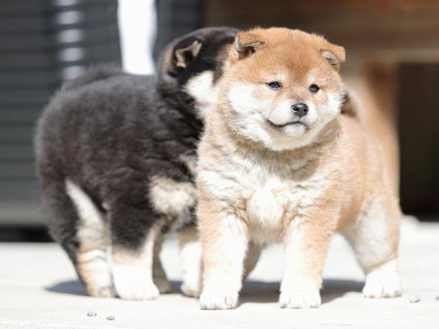 AI5I4926-puppy AI5I4926-puppy